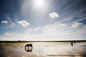 Horses grazing freely on Do_ana marshland, Andalusia, Spain. (Photo by: Felipe Rodriguez/VW Pics/Universal Images Group via Getty Images)